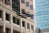trolly wires